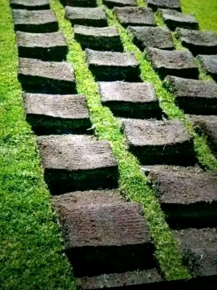 Grass rolls